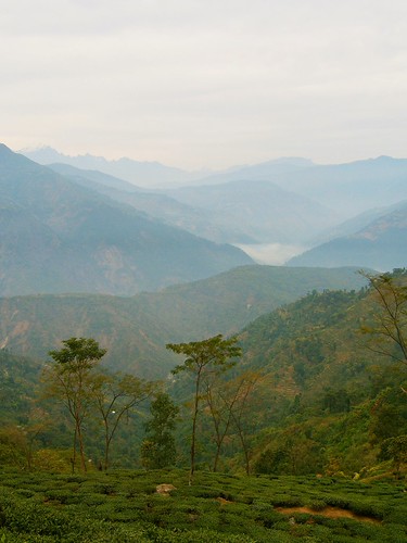 Tea Mountains