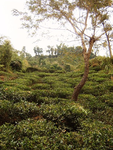 Tea with Tree
