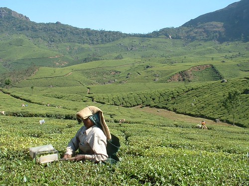 Tea gardens in Munnar