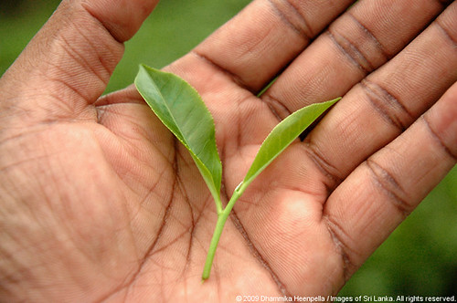 Tea Leaves