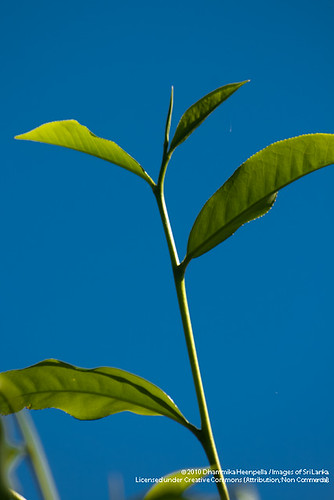 Tea leaf - 20100214 - IMG_7249.jpg