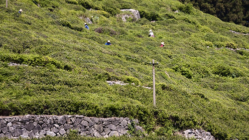 Tea Pickers in Moganshan